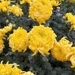 Yellow Chrysanthemum Plant, Set 2 Yellow Mums Plants Live, Hardy Perennial Mum Live Plant, 3 to 6 Inch Tall Garden Mum Starter Plants for Garden Beds, Containers, Vibrant Fall Blooms, No Pot