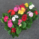 Set of 2 Mix Daisy Plants, Gerbera Daisy Live Plants, 5 to 6 Inches Tall, Gerbera Daisy Plants for Gardening, No Pot