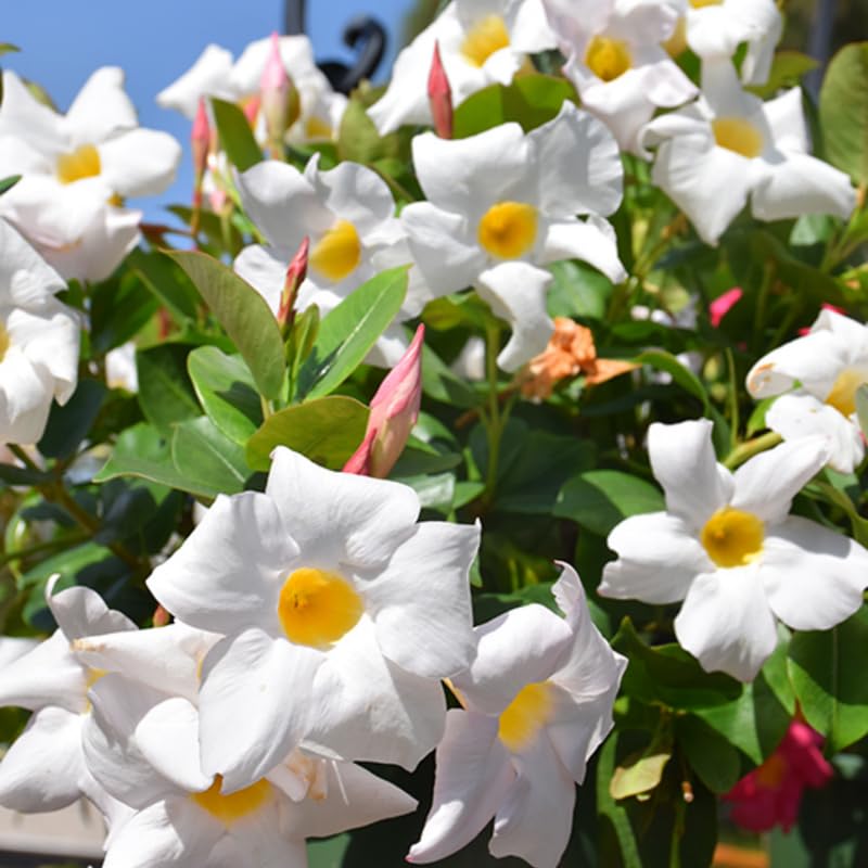 3 White Mandevilla Plants Live, 5-10” Tall Flowering Mandevilla Vines for Trellis, Outdoor Patio, Garden Pots, Trailing Mandevilla Seedlings