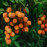 1 Lychee Plant Live Seedling, Lychee Tree Plant Seedling, Sweet Fruit Garden Outdoor, 5 to 7'' Tall