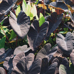 Black Elephant Ear Plants, Rare Colocasia Plant Live, Perennial Esculenta Taro Alocasia 4-8 Inch Tall, Indoor Outdoor Garden