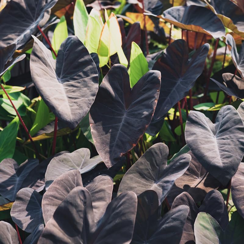 Black Elephant Ear Plants, Rare Colocasia Plant Live, Perennial Esculenta Taro Alocasia 4-8 Inch Tall, Indoor Outdoor Garden