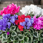 2 Random Cyclamen Plants Live in 4" Pot, Already Bloom in Vibrant Color, Easy to Care for Indoor or Garden Flowering Houseplant