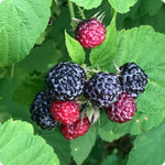 2 Raspberry Plants Live for Planting, Golden Raspberry Everbearing, Very Large and Sweet Raspberries, Well-Rooted Zones 4-8 (Purple Glencoe)