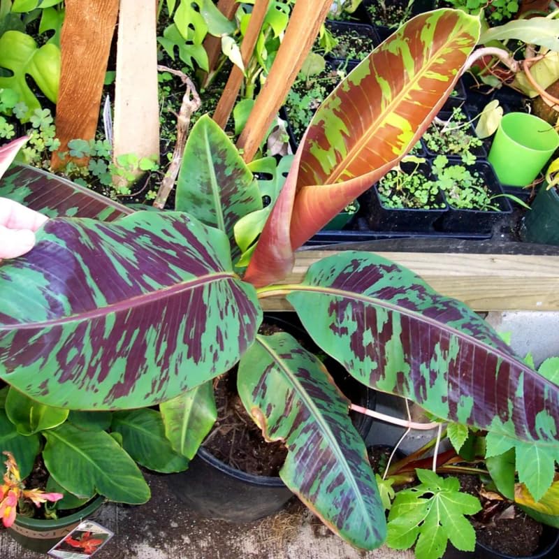 Zebrina Banana Plant Live, 4-6" Tall Well-Rooted for Indoor Tropical Displays, Cold Hardy Banana Fruit Tree
