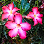 Pink Desert Rose Plant Live, 4-7" Tall, Adenium Obesum Well-Rooted Succulent for Indoor Outdoor Displays