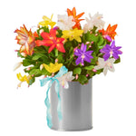 4 Mixed Christmas Cactus Plants Live Starter Size, Bloom in Winter, False Thanksgiving Cactus Plants Like, Cold Hardy, 5-9" in Tall, No Pot, Assorted Colors