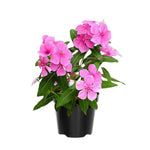 Set 4 of Mix Vinca Plants Live, Ground Cover Plant, Vinca Flower Plant Growing from 3 to 6 Inc Long