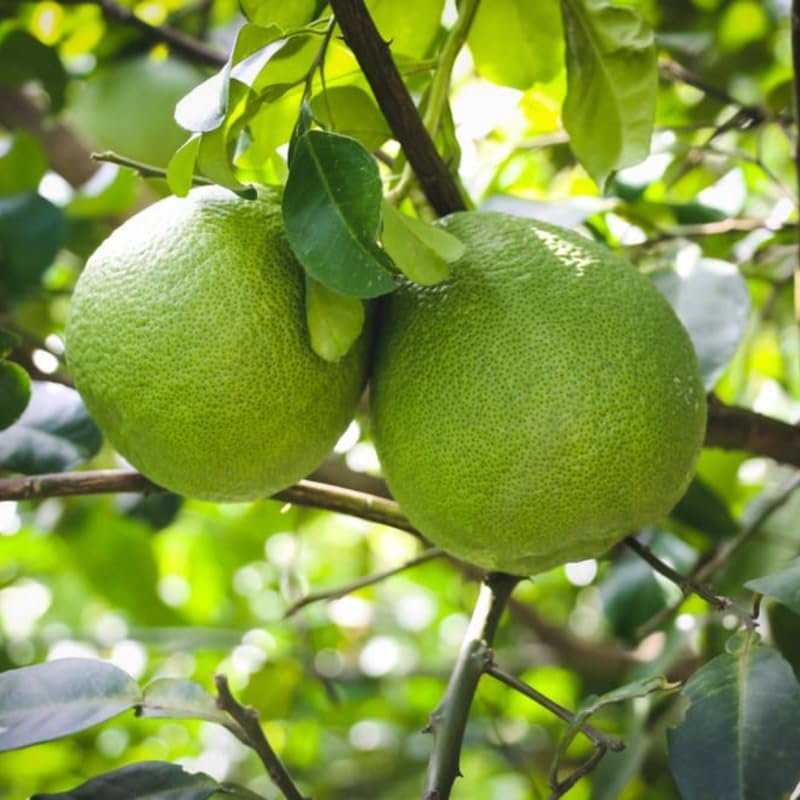 White Pomelo Grapefruit Tree Live Plant, 3 Feet Tall in Pot, Pomelo Grapefruit Grafted Tree, Sweet Pomelo Tree for Planting, No CA, HI, PR, GU, AK