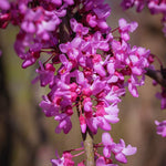 Red Bud Trees Live Plants, Eastern Redbud Tree Live Plant, 6 to 12 Inches Tall