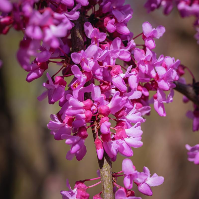 Red Bud Trees Live Plants, Eastern Redbud Tree Live Plant, 6 to 12 Inches Tall
