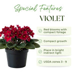 African Violets Live Plant, Red African Violet Plant, 3-5 Inches Tall, Vibrant Blooms, Easy Care Indoor Flowering Plants for Home and Office Decoration