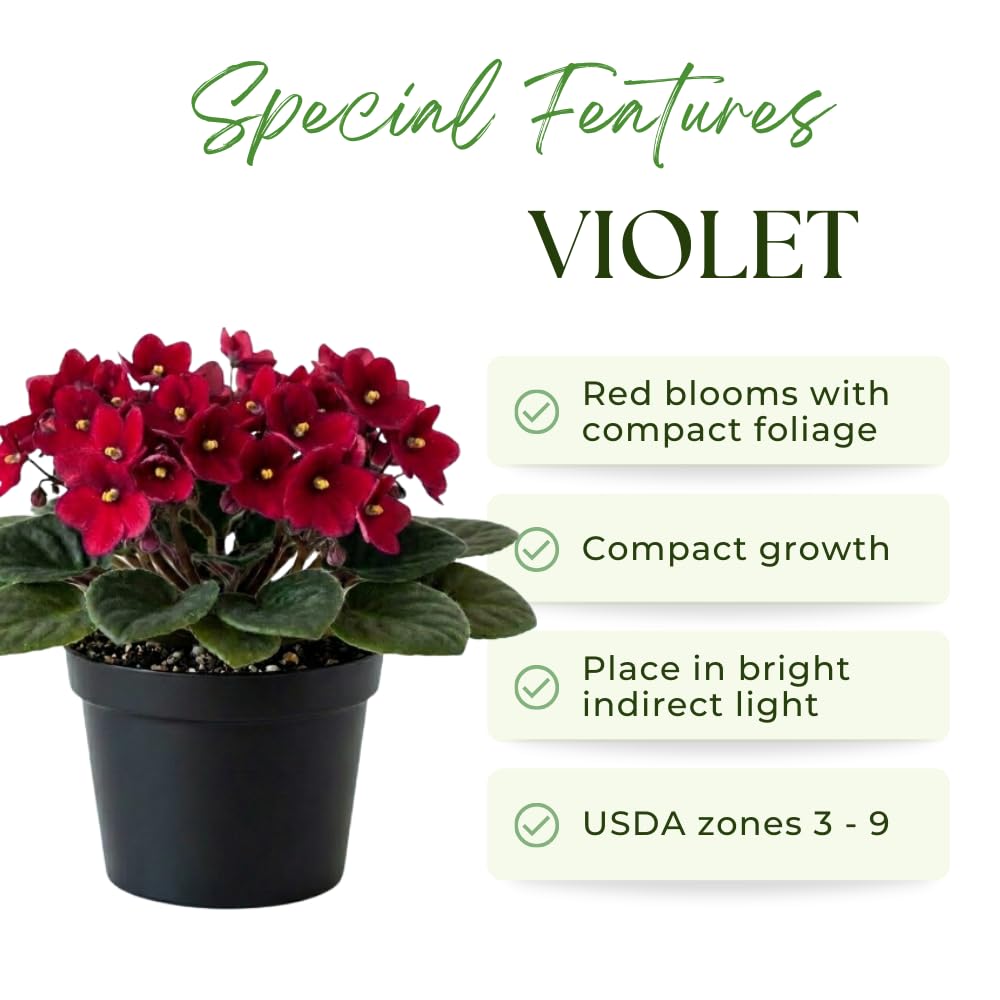 African Violets Live Plant, Red African Violet Plant, 3-5 Inches Tall, Vibrant Blooms, Easy Care Indoor Flowering Plants for Home and Office Decoration
