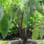 Elephant Ear Plants, Rare Colocasia Plant Live, Perennial Esculenta Taro Alocasia 4-8 Inch Tall, Indoor Outdoor Garden (Rare Variegated Black)