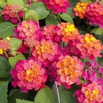 10 Bright Pink Lantana Live Plants for Planting Outdoors, Lantana Plants Live, Lantana Bush, Perennial Flowering