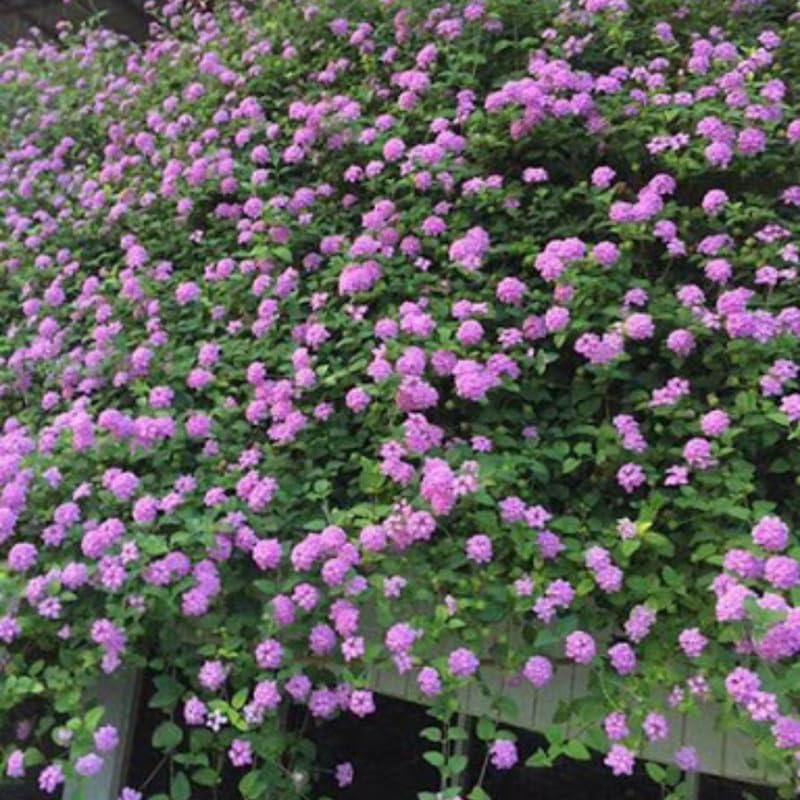 4 Colorful Perennial Lantana Trees Live Plants, Purple Blooms, Hardy and Long Blooming Seasons, Fragrant, 5-10" in Tall, Full Sun Growing
