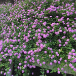 2 Lantana Plants Live, Lantana Live Plants for Planting Outdoors, Trailing Lantana Plants Live, 5 to 7 Inc Tall (Purple)