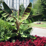 Zebrina Banana Plant Live, 4-6" Tall Well-Rooted for Indoor Tropical Displays, Cold Hardy Banana Fruit Tree