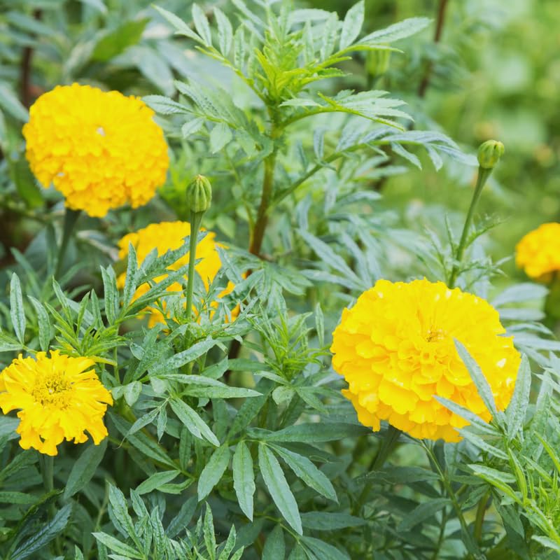 3 Golden Marigold Plants Live Potted, 5 to 6 Inches Long, Live Marigold Plants Indoors or Garden Outdoors