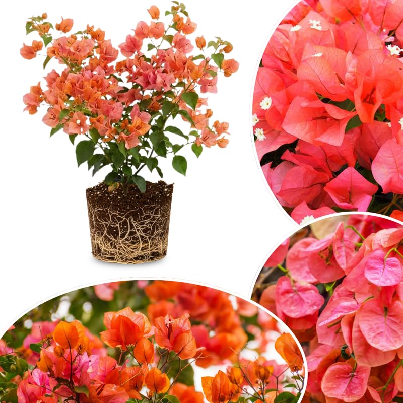 Set 2 Light Orange Bougainvillea Live Plants 4-7 Inches Tall, Vibrant Bumgainvillea Flowering Vines for Garden, Patio Containers and Indoor Growing