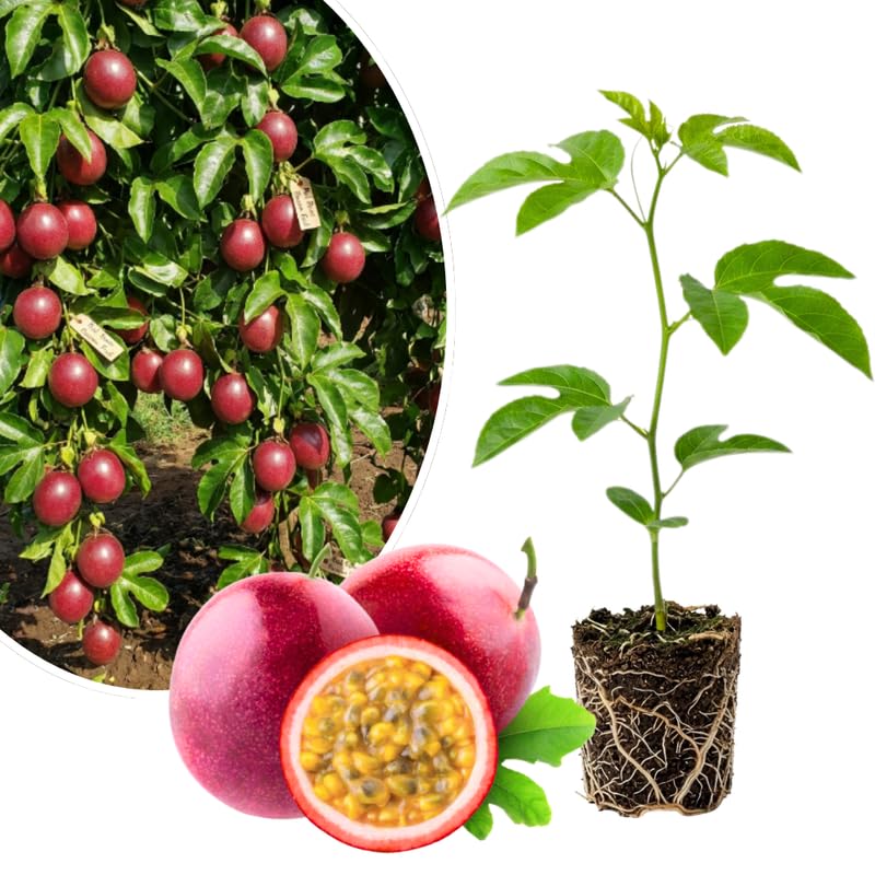Red Passionfruit Plant Live 4-7 Inches Tall, Tropical Passion Fruit Vine for Garden, Patio Containers and Indoor Growing