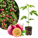 Passionfruit Plant Live 4-7 Inches Tall, Tropical Passion Fruit Vine for Garden, Patio Containers and Indoor Growing