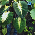 Combo 3 Yellow Green Colocasia Live Plants, Elephant Ear Esculenta Taro, 5 to 8" in Tall, Alocasia Live Plant for Planting, Live Houseplant Colocasia Plant
