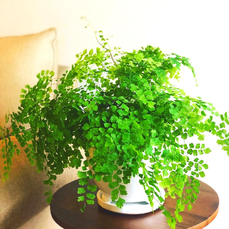 Fern Plant Pot, Maidenhair Fern Plant Live, 3.5 Inc Potted, Live Fern Plant, Fern Plant Live, Ready to Plant