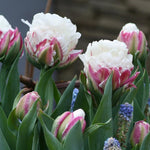 Ice Cream Tulip Bulbs, Spring Blooms Flowers, 5 Bulbs per Pack, Plant in Gardens, Borders & Flowerbeds