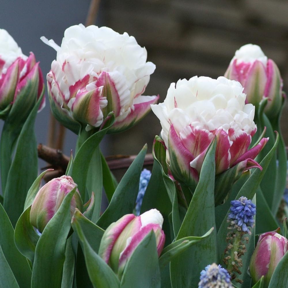 Ice Cream Tulip Bulbs, Spring Blooms Flowers, 5 Bulbs per Pack, Plant in Gardens, Borders & Flowerbeds