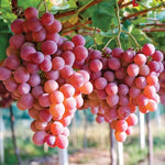 2 Red Grape Vines, 5-9 Inch Height, Cold Hardy Grape Plants Live Well-Rooted for Landscaping, Sweet Fruit Variety