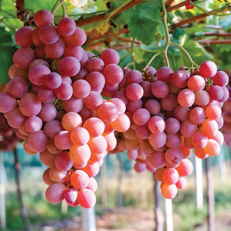 2 Red Grape Vines, 5-9 Inch Height, Cold Hardy Grape Plants Live Well-Rooted for Landscaping, Sweet Fruit Variety