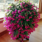 Christmas Cactus Plants Live, Thanksgiving Cactus Easter Cactus Like, 4-8 Inc Tall, Cold Hardy, Holiday Cactus for Indoor Outdoor Planting, Starter Size (Pink)