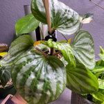 Live Green Peperomia Plant, 3-6 Inches Tall Plant, Live Peperomia Succulents Plants Houseplants, Maintenance Houseplant for Home Decoration