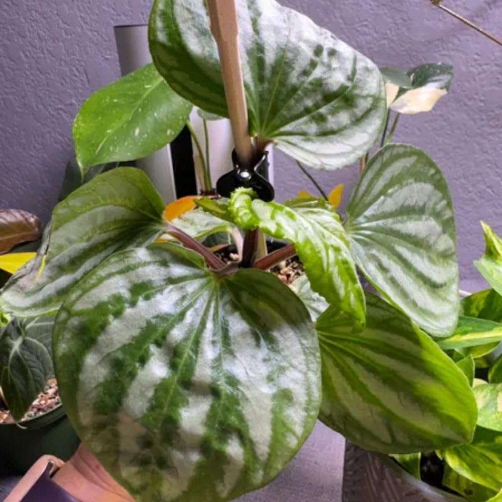 Live Green Peperomia Plant, 3-6 Inches Tall Plant, Live Peperomia Succulents Plants Houseplants, Maintenance Houseplant for Home Decoration