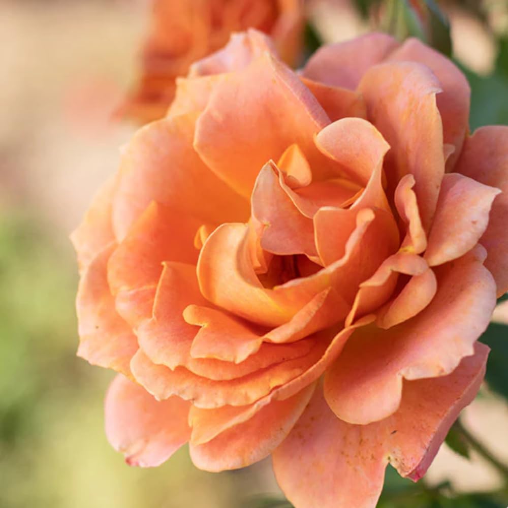 Rose Plant Live, Climbing Rose Bush Live Plant, 5-10 Inch Tall, Fragrant Rose Flowers, Rose Vine Ready to Plant Outdoor (Pumpkin Rose Plant)