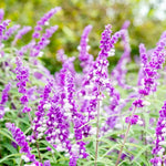 4 Fragrant Sage Salvia Live Plants, Planting in Spring Sage Plants Live, 5 to 10 Inches in Tall, Change Color (Mexican)