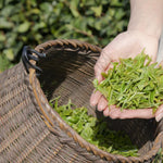 2 Camellia Sinensis Plants Tree, 4 to 7 Inches in Height, Tea Live Plant, Tea Tree Plant for Gardening Indoor