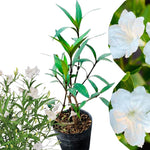 2 White Mexican Petunia Live Plants, Hardy Mexican Petunia Bush Cold Hardy, Starter Size 5-10 Inches in Tall, No Pot