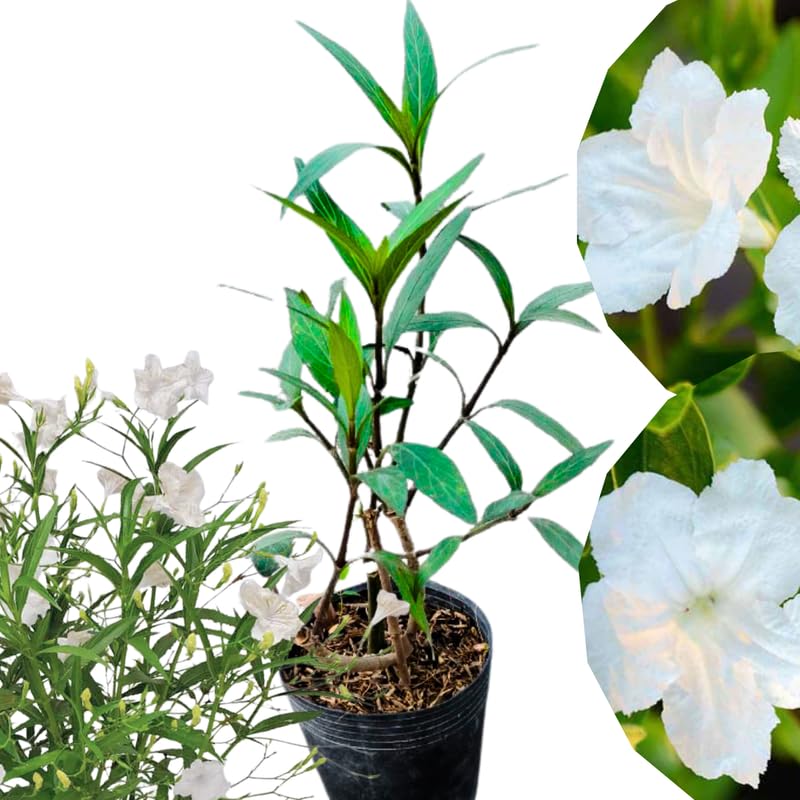 2 White Mexican Petunia Live Plants, Hardy Mexican Petunia Bush Cold Hardy, Starter Size 5-10 Inches in Tall, No Pot