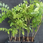 Wisteria Tree Live Plant Vines, Purple Blue Wisteria Fragrant Flowers 6-12 Inc in Tall, 1 Year Old Seedling, Outdoor Growing