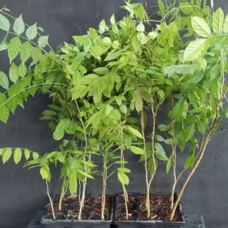 Wisteria Tree Live Plant Vines, Purple Blue Wisteria Fragrant Flowers 6-12 Inc in Tall, 1 Year Old Seedling, Outdoor Growing