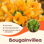 2 Yellow Bougainvillea Plants Live, Flowering Bougainvillea Vine for Outdoor Garden or Trellis, 5-9 Inch Tall, Very Hardy