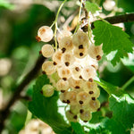 Currant Bush Live Plant, Currant Tree Live Plant for Planting, 5-10 Inch Tall, Currant Plant Live Ready to Grow Outdoors, Currant Berries Fruit Tree Starter Plant (White Currant)