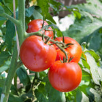 Super Bush Tomato Plant Live, Red Fruit, Tomato Vegetable Plant Live for Outdoors Gardening, 4-6 Inches Tall in 4 Inch Pot