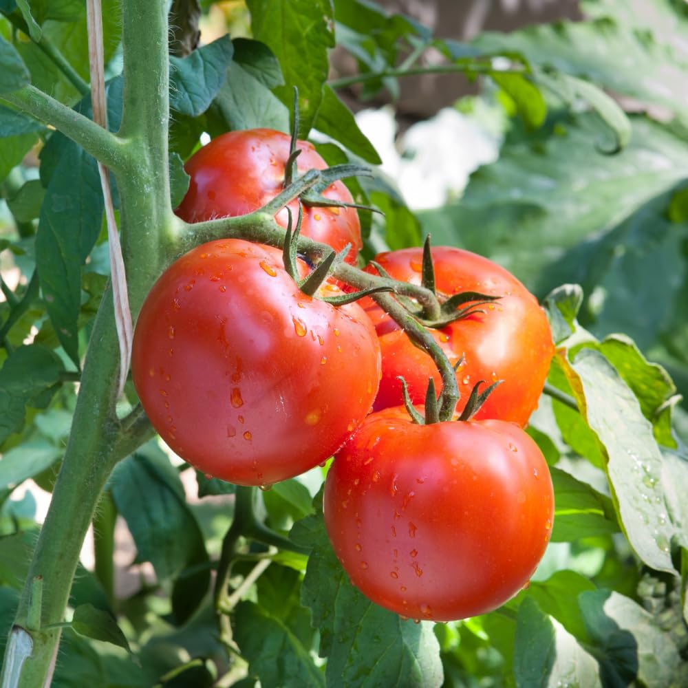 Super Bush Tomato Plant Live, Red Fruit, Tomato Vegetable Plant Live for Outdoors Gardening, 4-6 Inches Tall in 4 Inch Pot