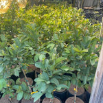 Big Pink Guava Tree Grafted Live Plant, 1-2 Feet Tall in Pot, Well Rooted, Ready to Bear Fruit Within 1 Year