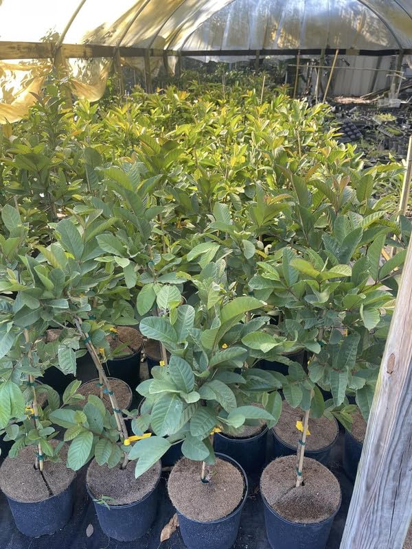 Big Pink Guava Tree Grafted Live Plant, 1-2 Feet Tall in Pot, Well Rooted, Ready to Bear Fruit Within 1 Year
