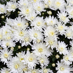 Pack 3 White Chrysanthemum Plants, Mums Plants Live, 3 to 6 Inch Tall Garden Mum Live Plant, Vibrant Fall Blooms, Hardy Chrysanthemum Flowers, No Pot