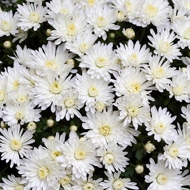 Pack 3 White Chrysanthemum Plants, Mums Plants Live, 3 to 6 Inch Tall Garden Mum Live Plant, Vibrant Fall Blooms, Hardy Chrysanthemum Flowers, No Pot
